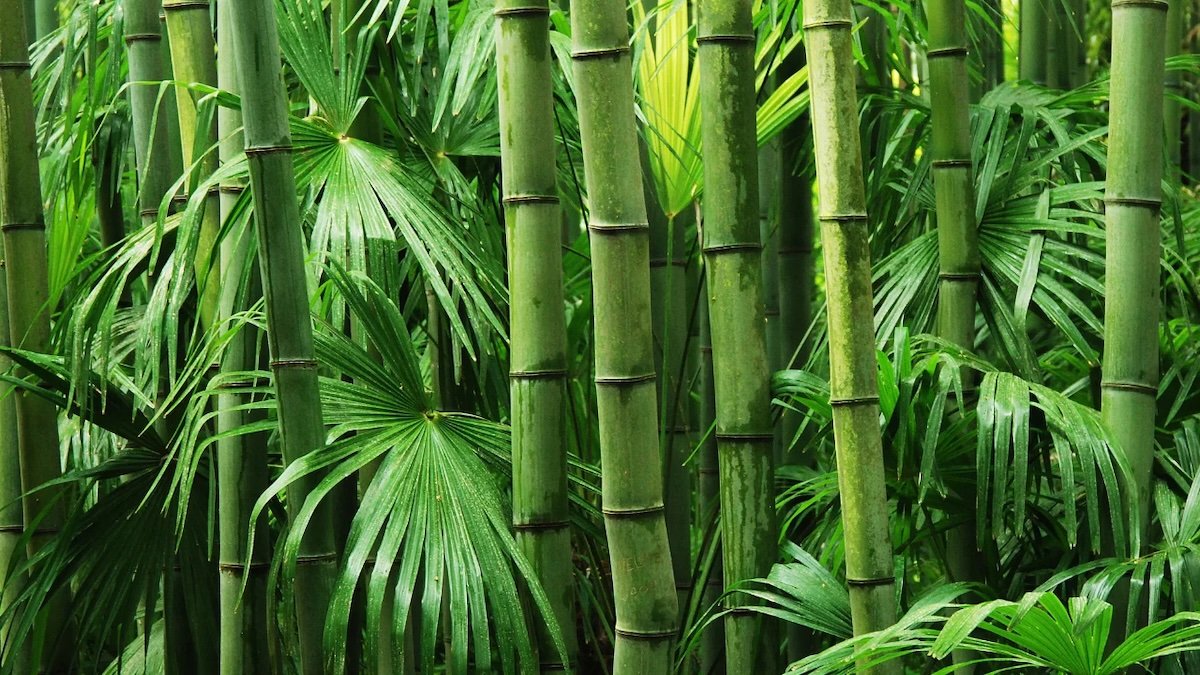 China's bamboo growth model versus India's eucalyptus approach