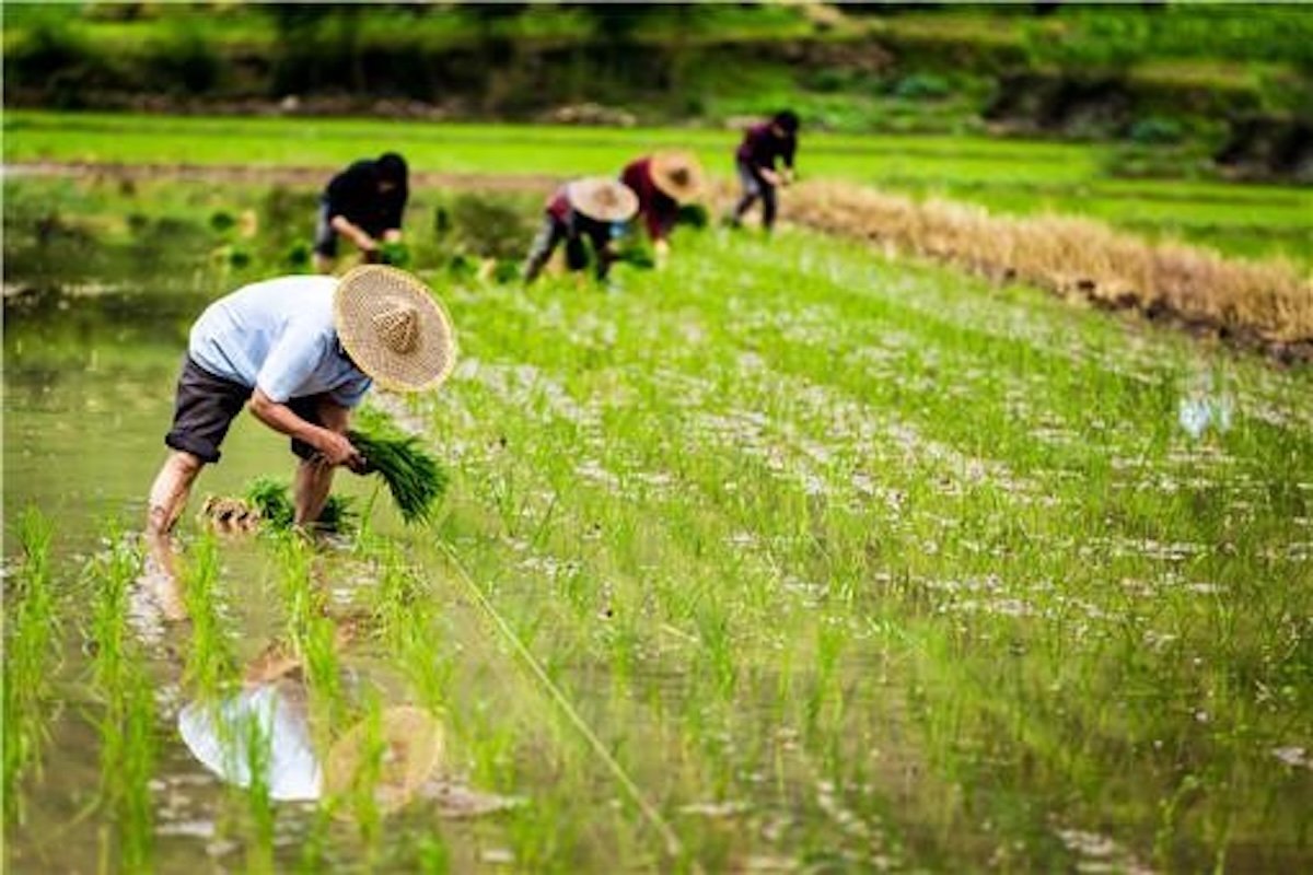 China's Surging Ag Research Funding Outpaces US Decline