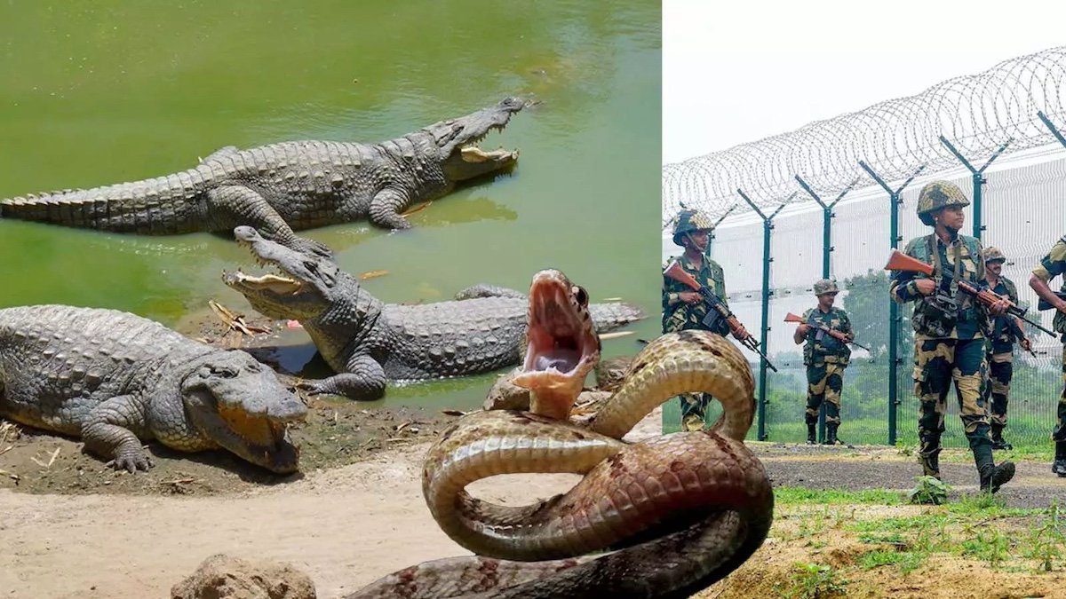 India-Bangladesh Border: Nighttime Push-Ins Turn Frontier Into Killing Field