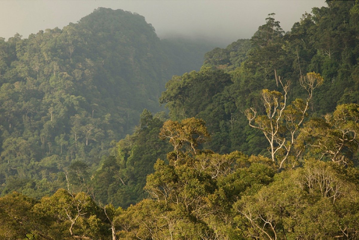Indonesia poised to lead Global South forest protection bloc