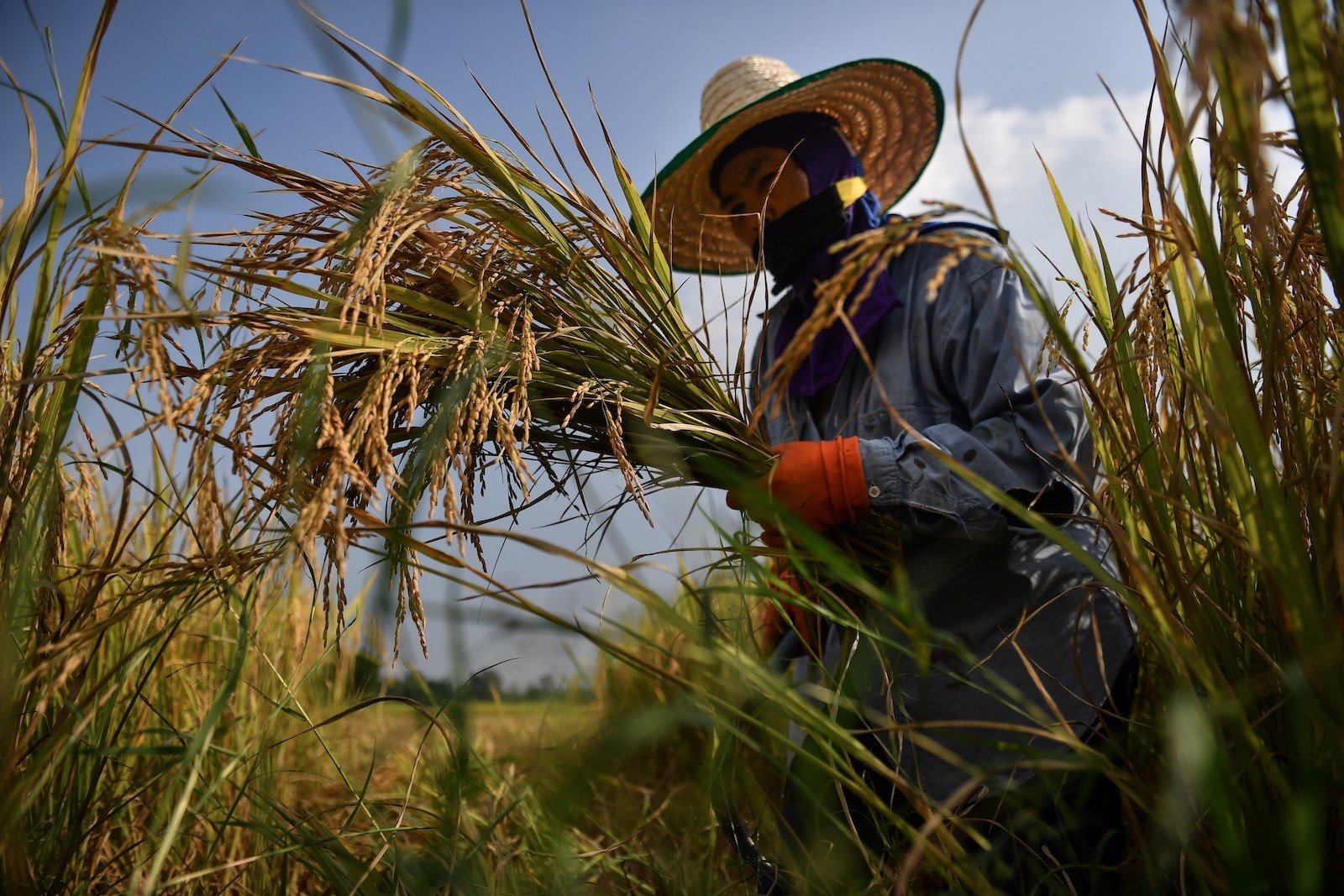 Laos' nuclear deal with Russia threatens Mekong rice and regional food security