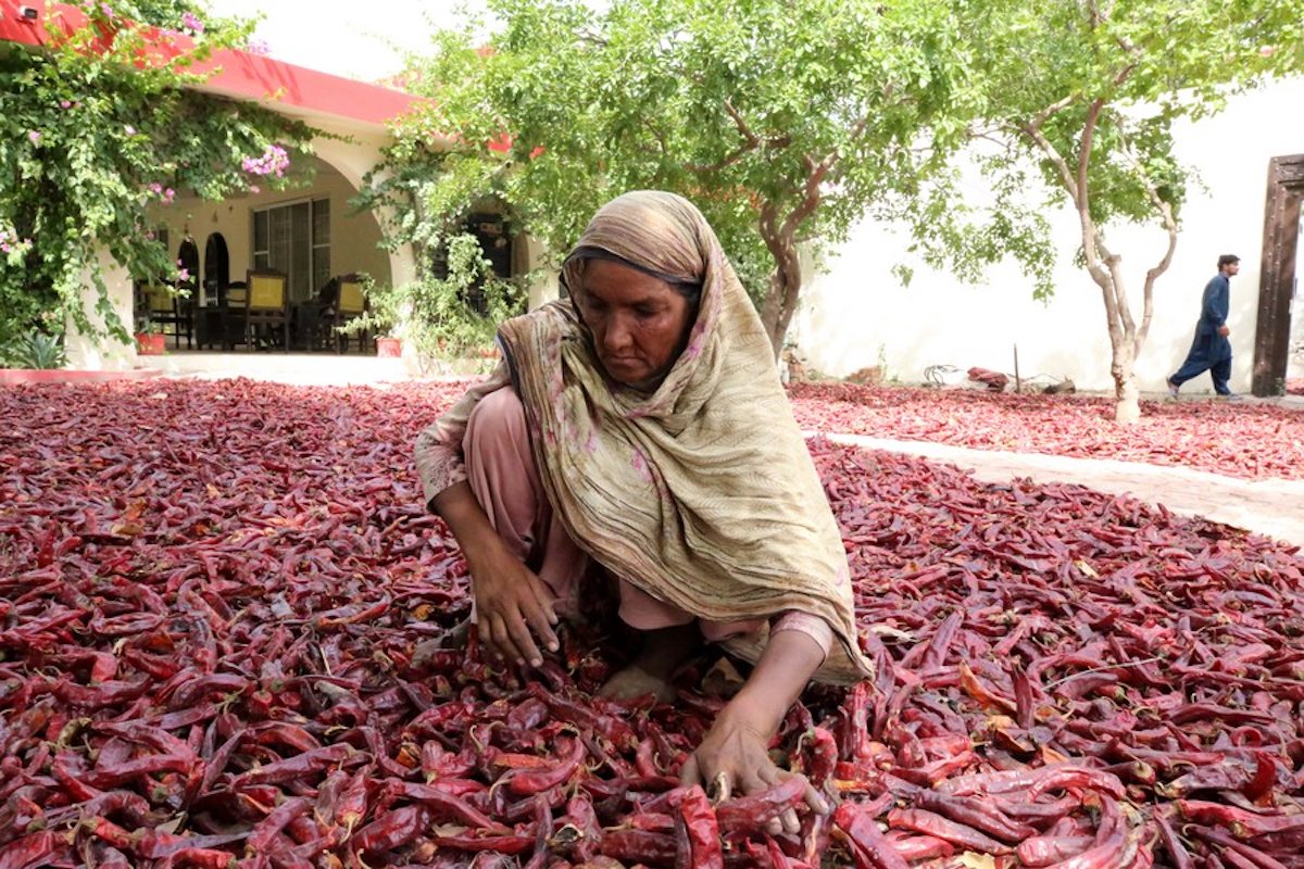 Pakistan's chili shipment to Chengdu shows CPEC's next phase