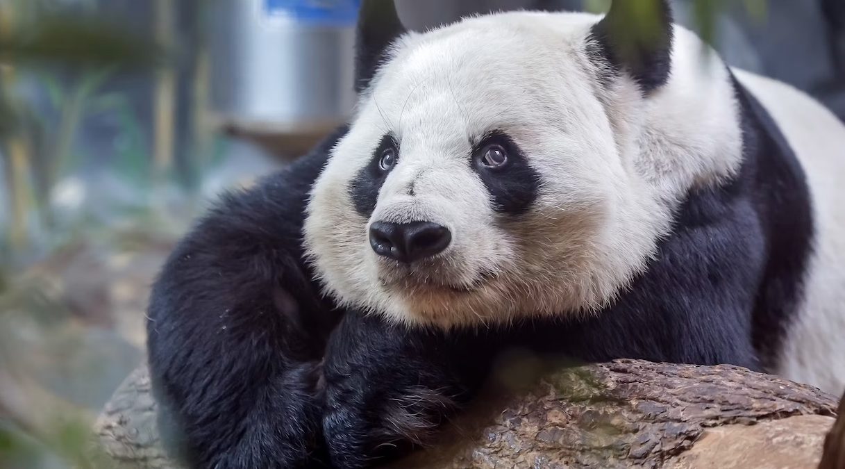 Panda diplomacy: Beijing's blend of conservation and commerce